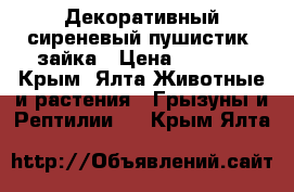 Декоративный сиреневый пушистик- зайка › Цена ­ 1 000 - Крым, Ялта Животные и растения » Грызуны и Рептилии   . Крым,Ялта